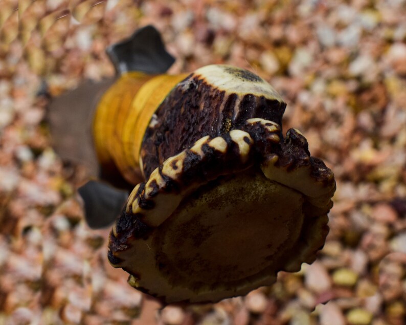 Stag Antlers Crown Handle Handmade Damascus Steel Knife with Free Leather Sheath